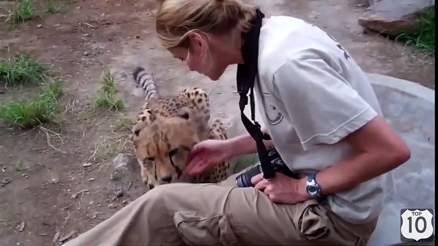 ВИДЕО ДНЯ САМЫЙ МИЛЫЙ ГЕПАРД на ЮТУБЕ))) Ласковый ГЕПАРД смешные животные 2015