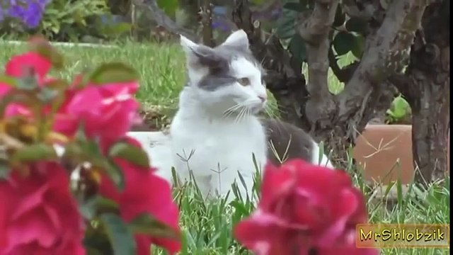 Подборка! Смешные кошки и коты. Ржака до слёз.