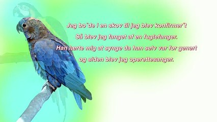 Jeg er en Papegøje fra Amerika