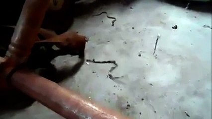 snakes trapped in a redback spider's web