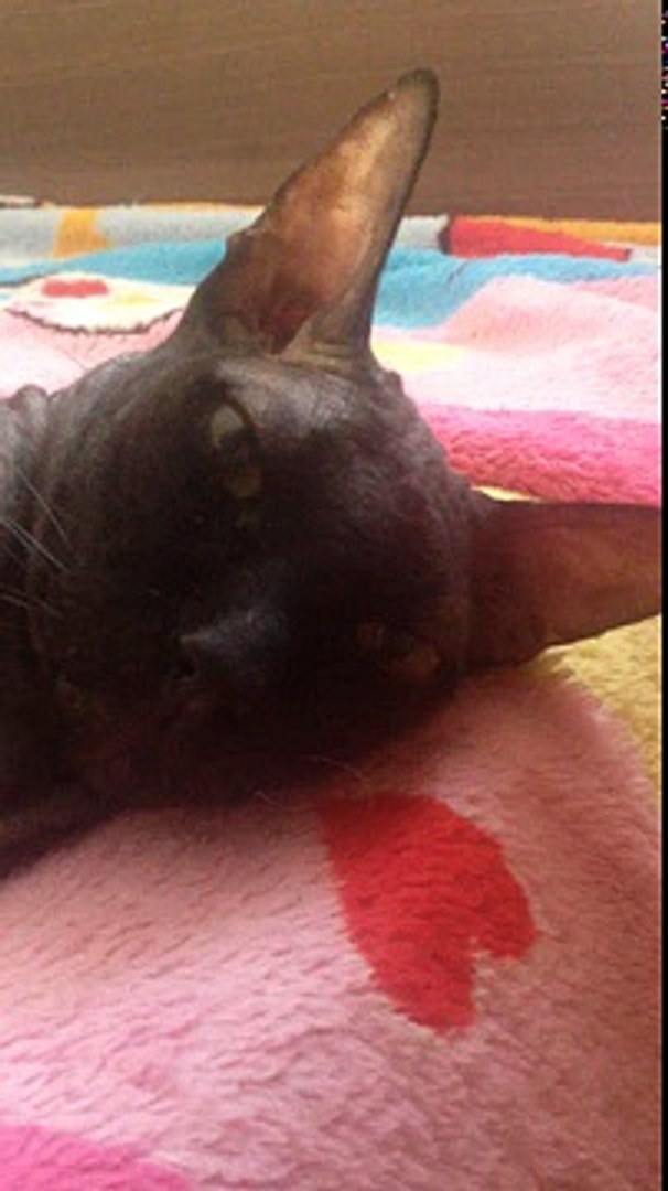 ⁣Для Крабик ТВ