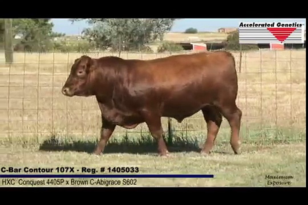 Accelerated Genetics C-Bar Contour 107X