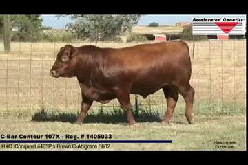 Accelerated Genetics C-Bar Contour 107X