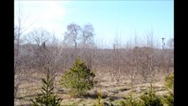 Birch trees sale in Bucks County Pa