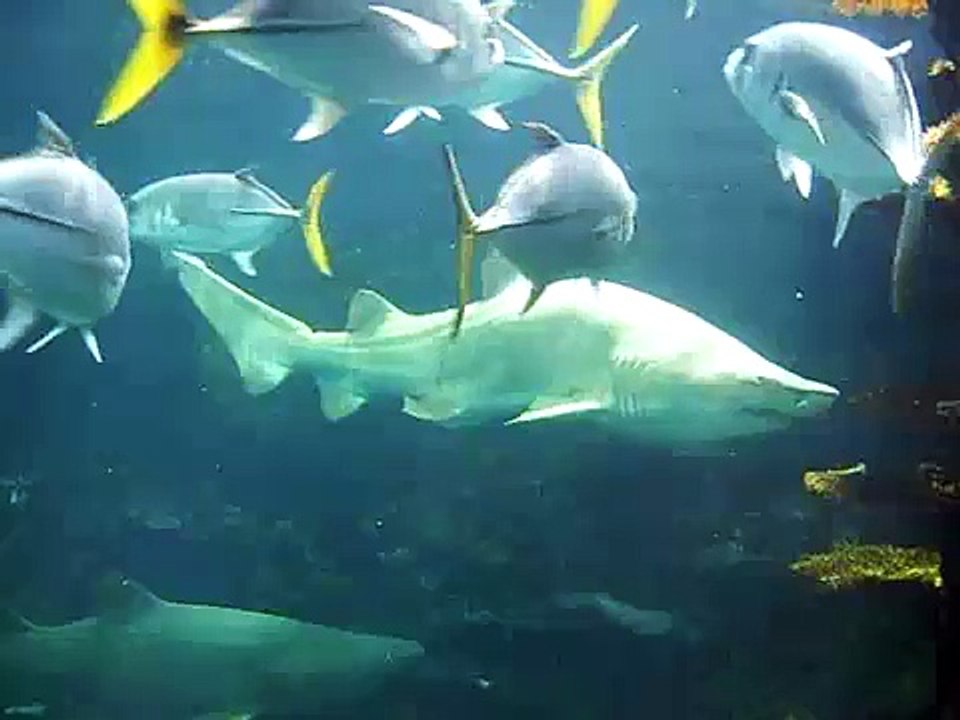 Sandtigershark, Zandtijgerhaai, Carcharias taurus