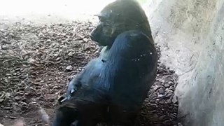 Big and lazy Gorillas