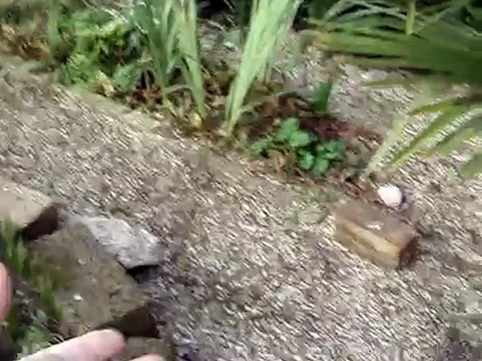 Tender Molly and Terence, an year after the adoption of Molly