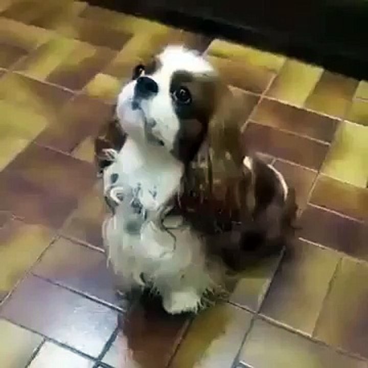 Damn Spaniel - Vine