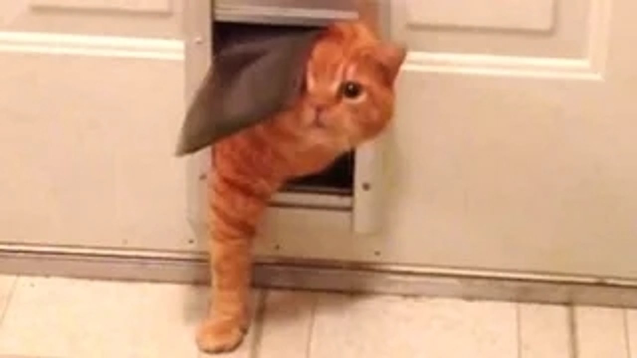 Fat Cat - A Funny Fat Cats vs Doors Compilation __ NEW HD