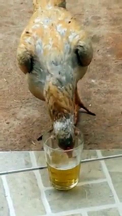 Hen drinking beer