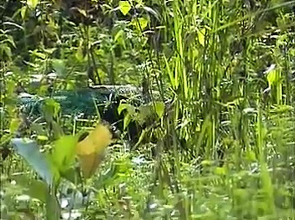 VMuthanga Wildlife Sanctuary Wayanad Kerala Jungle wild boar video