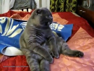 Ваш кот так смотрит телик-