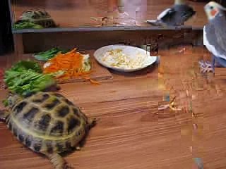 Попугай жалуется своему отражению на черепаху.AVI