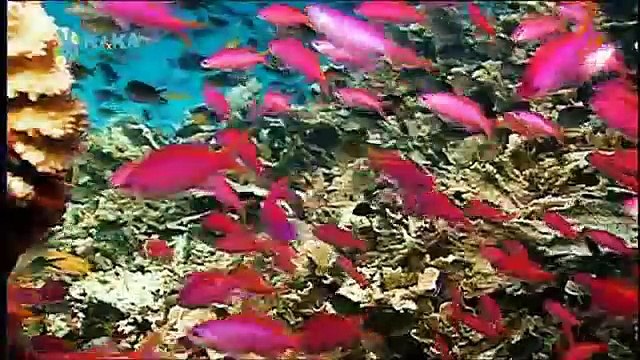 Mama Mirabelles Tierkino 02 Jemand zuhause