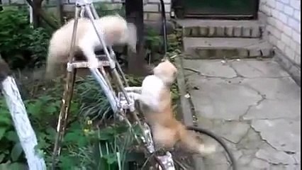 Funny Cat Videos 2014 - Komik Kedi Videoları