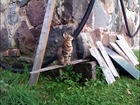 Funny Cat Playing Basketball