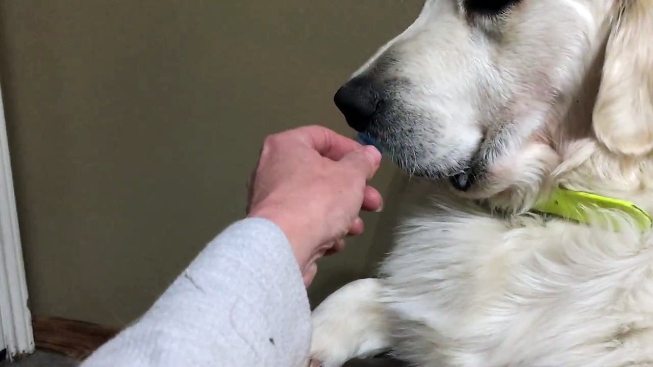 Dog Refuses to Give Up Pacifier