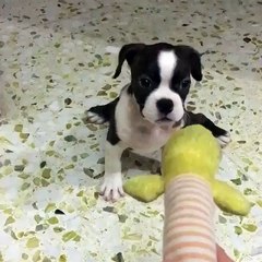This puppy is seriously confused by the new toy...