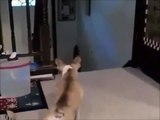 A very little dog teases a cat and escapes .. Very funny