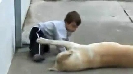 Friend dog comforts cute kid Chien doux confort enfant mignon כלב מנחמת את הילד