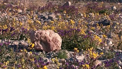 Death Valley Wildflowers - February 2016