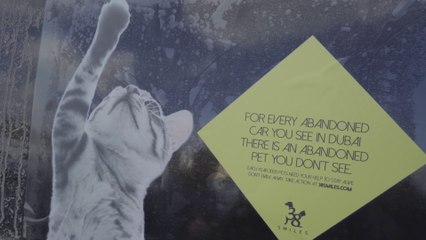 Des animaux abandonnés dans des voitures - Dubai