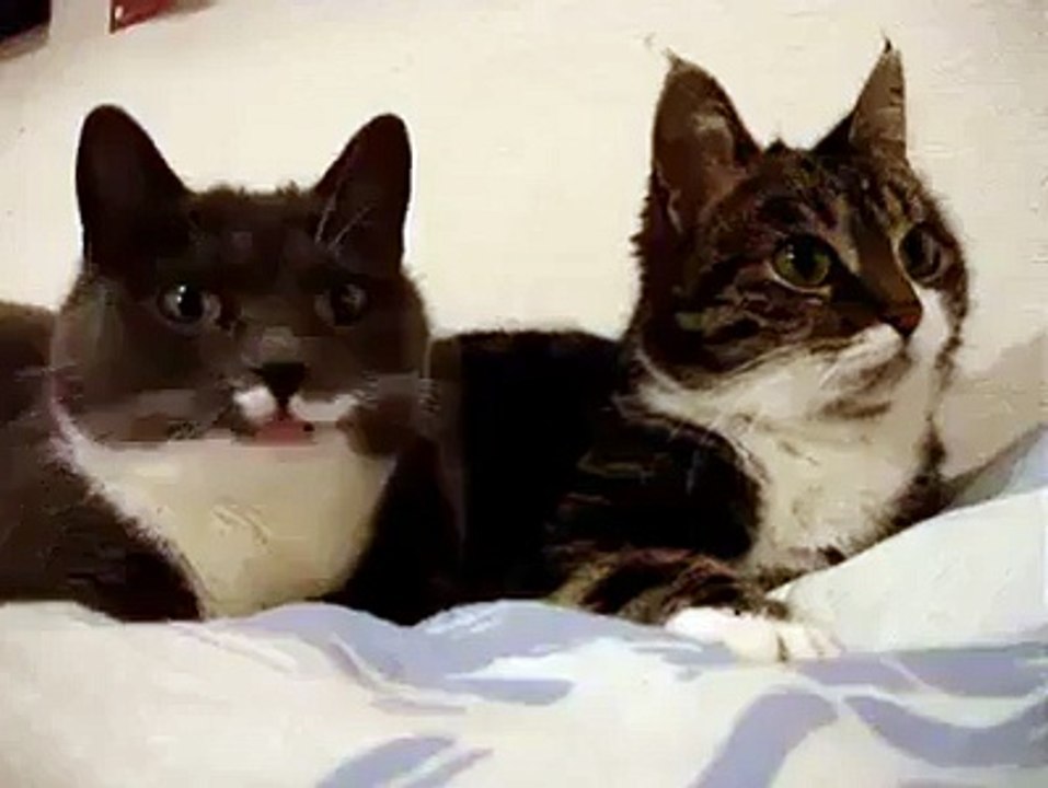 Cats talking to each othe