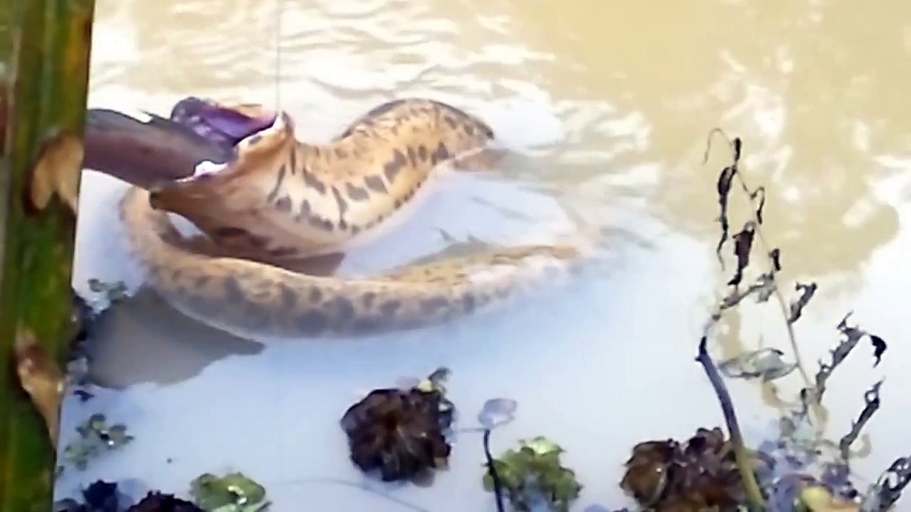 This Giant Snake Eat Fish