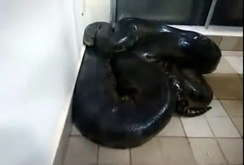 He's Bugging: Guy Finds A Giant Snake In His Home And Tries To Touch It!