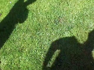 Turtle Sex With A Shoe