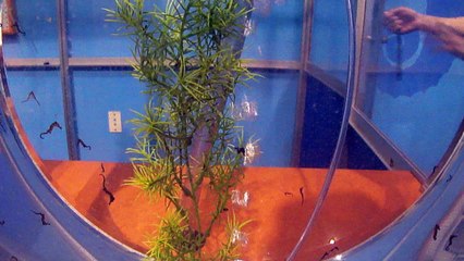 Baby Seahorses from Scripts Institute