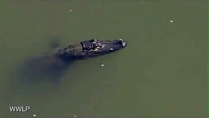 Énorme Alligator Mange 100lb Chien à un Quai de la Floride - 2016