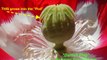(#5/5) How to Grow Poppies in 5 Stages from Poppy Seed Pod to Flowers