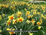 Daffodils - William Wordsworth