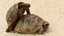 5 Most Bizarre Animal Mating Rituals