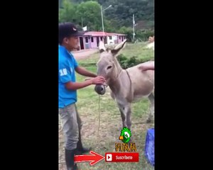 Burro hace la Mejor Caida │Videos de Risas 2016