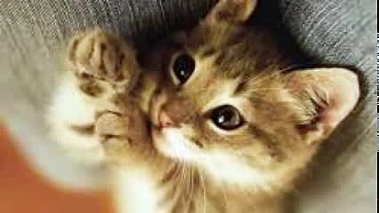 Коты 30 секундные факты