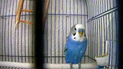 Попугай-похуист. 30-ти секундные животные #3