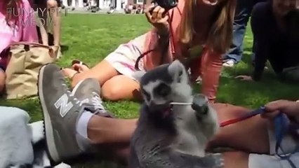 Funny Animal Fails Compilation 2015 & 2016  (HD) [Funny Pet Media]