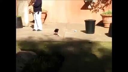 Crow Cleaning Trash -Funny video