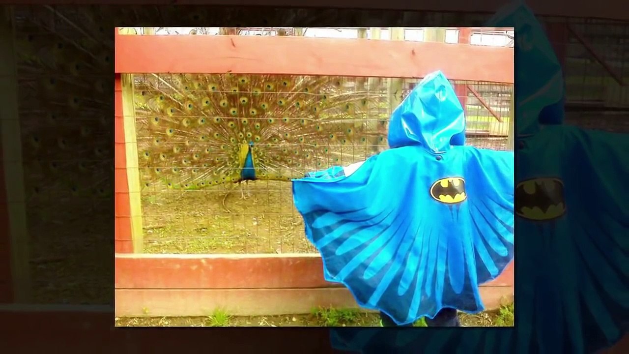 Top Funny Videos 2016 | Right Moment Pics Fail | PHOTOS TAKEN AT The RIGHT TIME