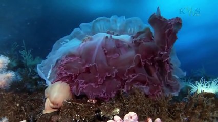 Wild discovery channel animales Bajo el Hielo de La Antártida National geographic, Animal planet - 2016