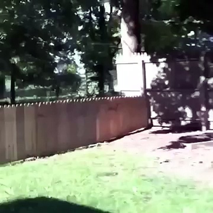 New Fence for Stella 2