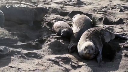 Seal pup gets squashed by fat daddy