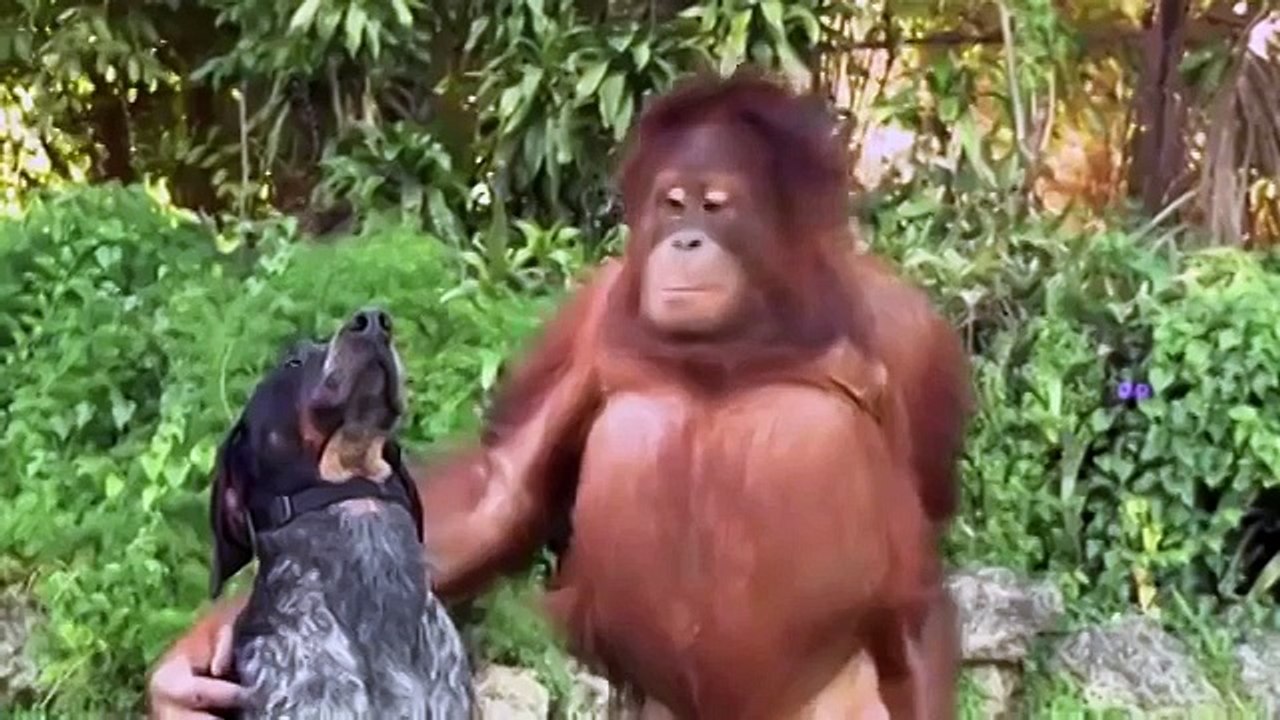 Самый добрый ролик на свете