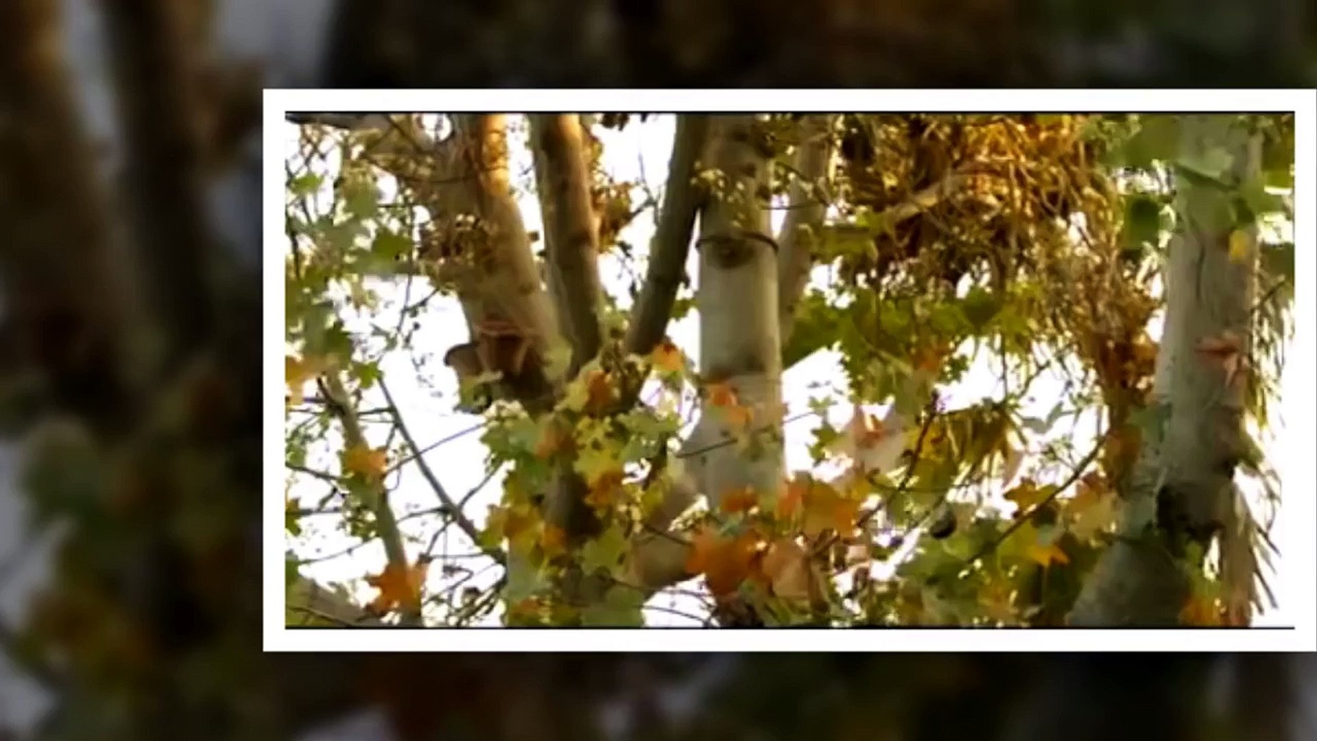 Tum Yaad Aaye Ost TItle Video Song Ary Digital Drama