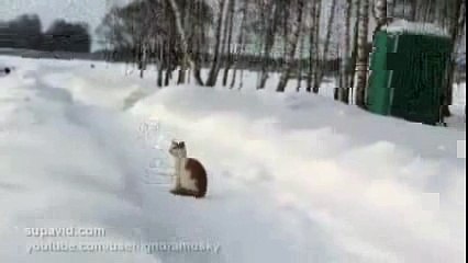 Опасный котяра