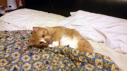 Funny Cat Can't Stop Sneezing