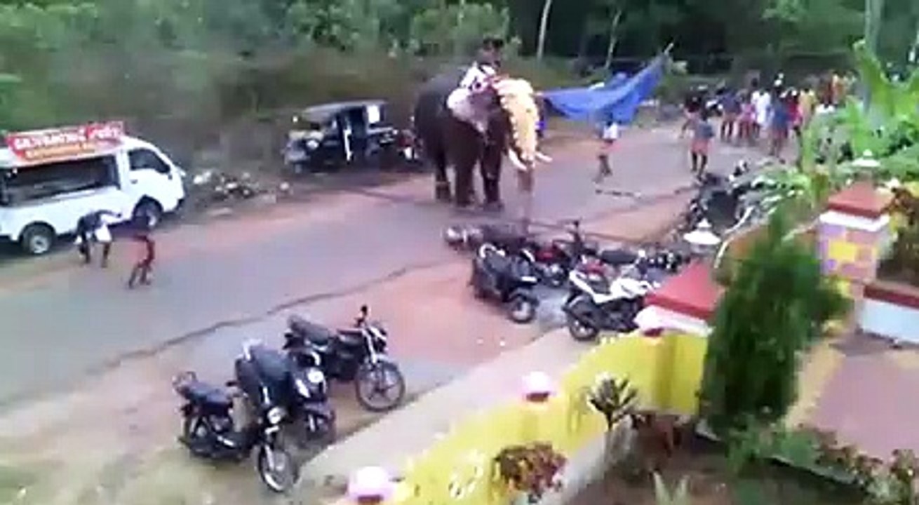 Angry elephant