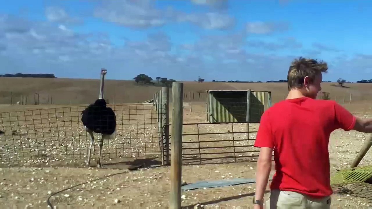 Ostrich taming (Original)